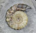 Promicroceras Ammonite - Lyme Regis #22098-1